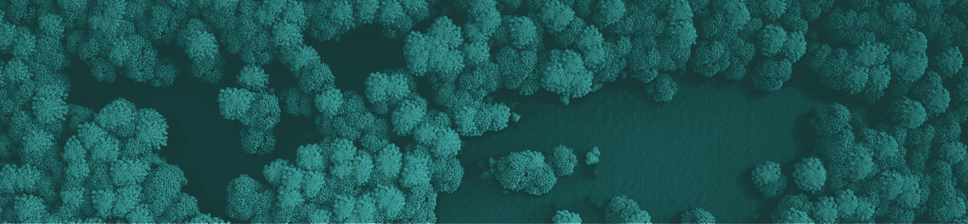 Top down view of a forest